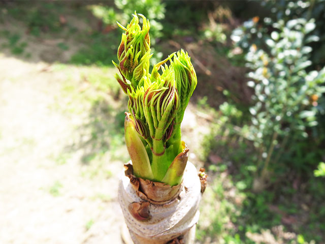 タラの芽