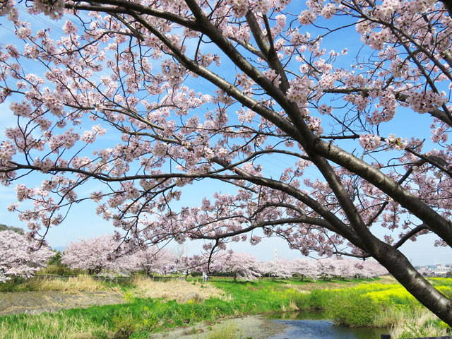 今年のお花見