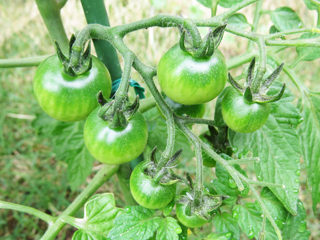 今年のトマト栽培