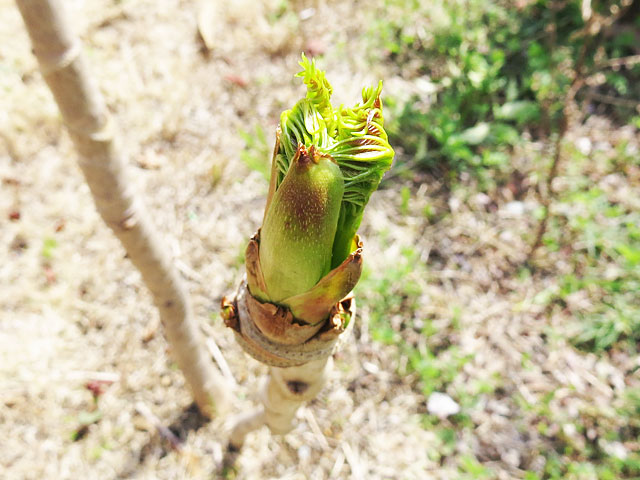 タラの芽