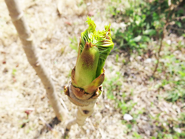 タラの芽