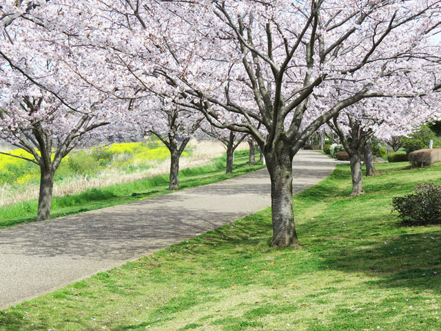 引地川親水公園、花見の風景