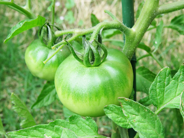 大玉トマトの栽培