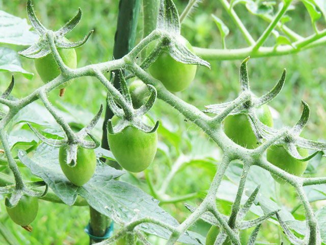 ミニトマト、アイコの栽培