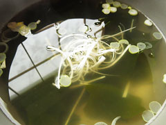 煮込み中のわかめスープに白髪ネギを入れる。