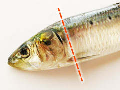いわしの頭を切り落とす部分の図解。